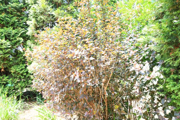 한택-장미과-양국수나무 '디아볼로' (9).JPG